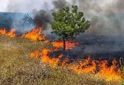 Queimar lixo, mato ou folhas em Sete Lagoas pode gerar multa; veja como denunciar