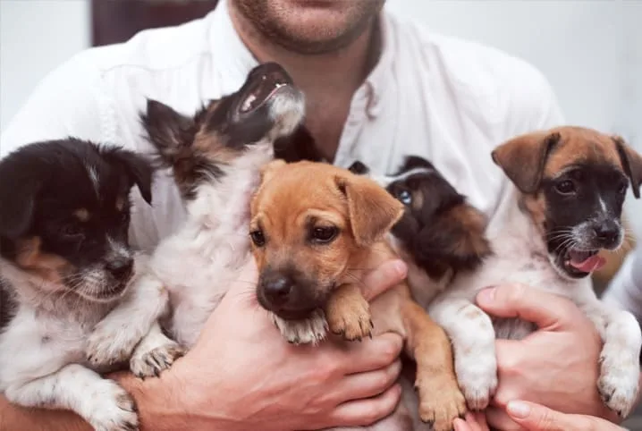 Sete Lagoas terá Feira de Adoção de cães e gatos neste sábado (15), no Shopping