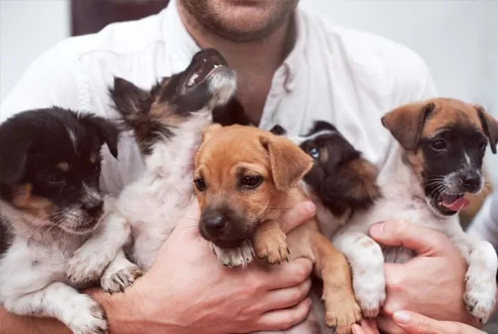 Sete Lagoas terá Feira de Adoção de cães e gatos neste sábado (15), no Shopping
