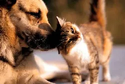 Sete Lagoas realiza campanha de vacinação antirrábica para cães e gatos