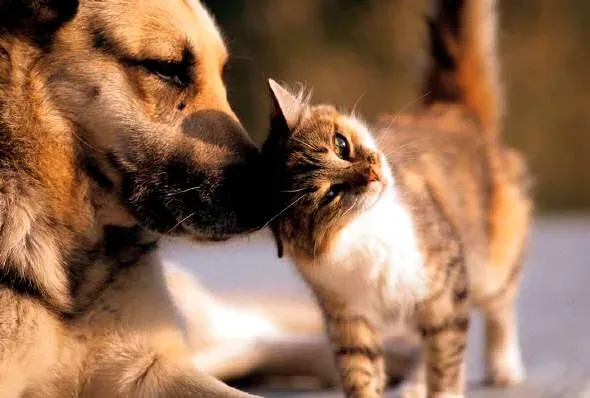 Sete Lagoas realiza campanha de vacinação antirrábica para cães e gatos