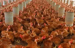Justiça mantém condenação da CEMIG por morte de mais de 7 mil aves em empresa de Sete Lagoas