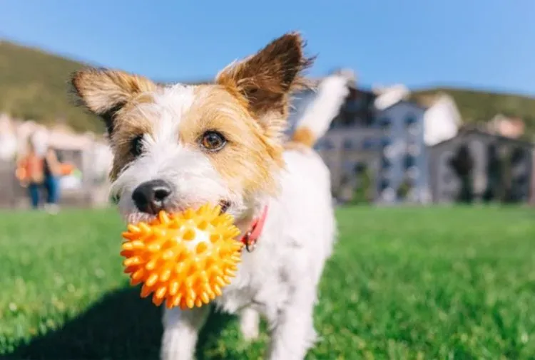 Projeto CEDA arrecada latinhas de alumínio para apoiar animais em Sete Lagoas