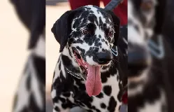 9ª Cãomiada movimenta o Parque Náutico da Boa Vista neste domingo (30)