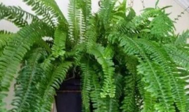 Ladrão arromba casa e furta samambaias e outro objetos, na Lontrinha em Sete Lagoas