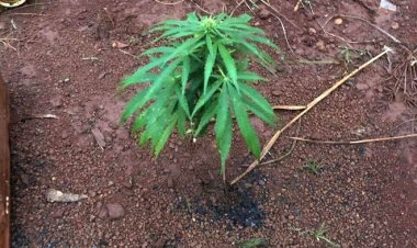 Homem com passagens por tráfico de drogas é preso com 3 tabletes, 4 buchas e pé de maconha, em Sete Lagoas