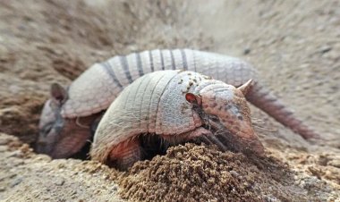 Piauí confirma morte por “doença do tatu”; entenda riscos e transmissão