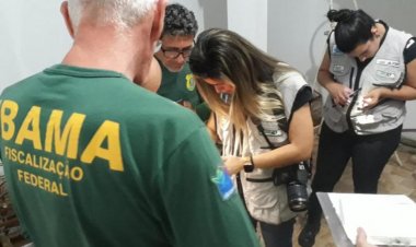 Operação de fiscalização do Ibama recolhe 70 pássaros e multa criadores em mais de R$ 75 mil