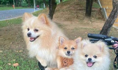 Cães morrem intoxicados por substância encontrada em cervejas contaminadas da Backer, em BH