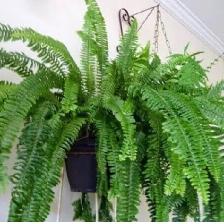 Ladrão arromba casa e furta samambaias e outro objetos, na Lontrinha em Sete Lagoas