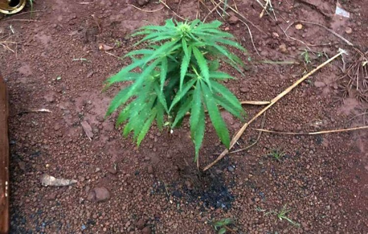 Homem com passagens por tráfico de drogas é preso com 3 tabletes, 4 buchas e pé de maconha, em Sete Lagoas