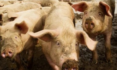 Empresa deverá pagar R$ 8 mil a ex-funcionário que recebeu injeção de porcos