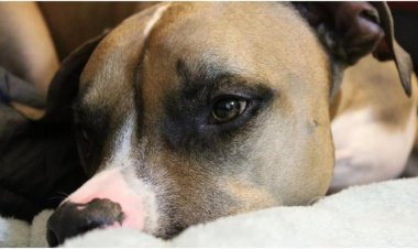 Veterinário de Contagem terá que indenizar tutor de cadela após falha em castração