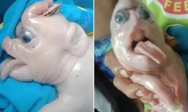 Porco 'mutante' nasce e é visto como símbolo de sorte