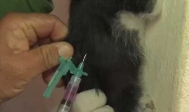 Sete Lagoas terá 50 postos de vacinação antirrábica no dia 24 de setembro