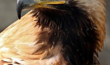 Corpo de Bombeiros resgata águia presa na linha de pipa em árvore do bairro São José em Sete Lagoas