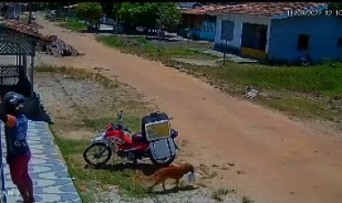 Vira-lata aproveita distração de entregador e pega marmita