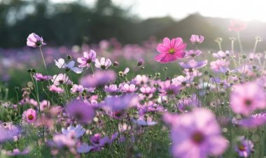 Primavera começa nesta quinta-feira (22)