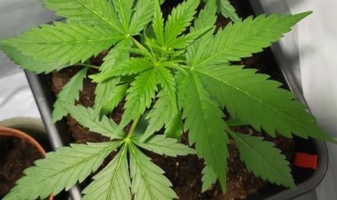 Homem é preso com 4 vasos com pés de maconha, em Capim Branco