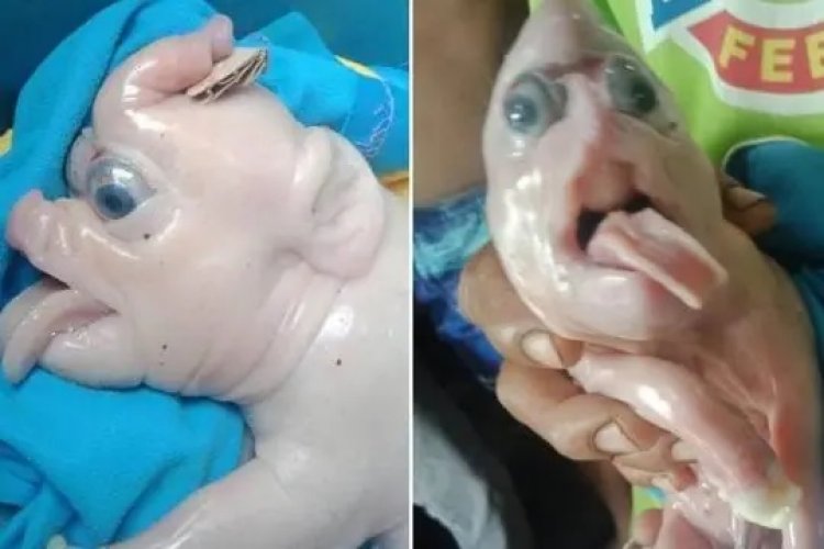 Porco 'mutante' nasce e é visto como símbolo de sorte