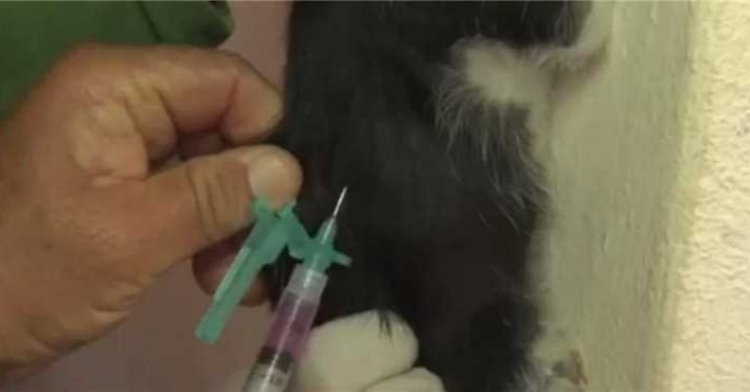 Sete Lagoas terá 50 postos de vacinação antirrábica no dia 24 de setembro