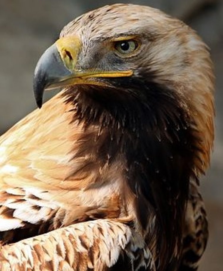 Corpo de Bombeiros resgata águia presa na linha de pipa em árvore do bairro São José em Sete Lagoas