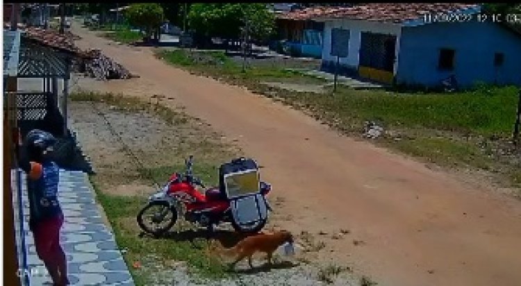 Vira-lata aproveita distração de entregador e pega marmita