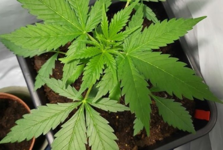 Homem é preso com 4 vasos com pés de maconha, em Capim Branco