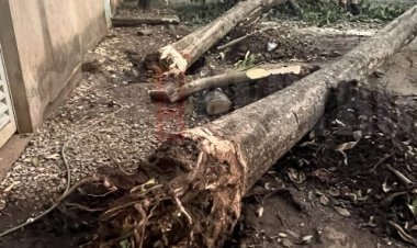 Moradores se mobilizam e retiram árvores que caíram no bairro São Sebastião em Matozinhos