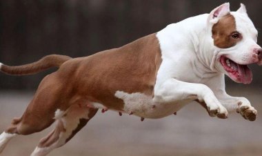 PM salva mãe e filha de ataque de Pitbull no bairro Luxemburgo em Sete Lagoas