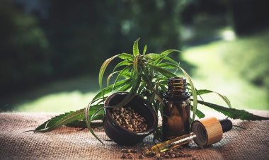 Especialistas apontam prós e contras do uso da Cannabis medicinal