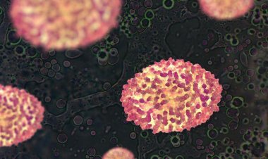 Varíola dos macacos: homem morre em Belo Horizonte e Brasil soma oito óbitos pela doença