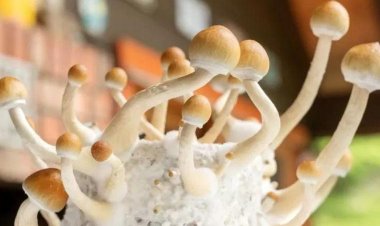 Composto de cogumelo alucinógeno pode ajudar a tratar depressão, indica estudo