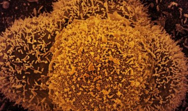 Fiocruz alerta para alta de casos de covid-19 em quatro estados