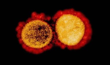 UFMG começa pesquisa para criar remédio contra a Covid-19