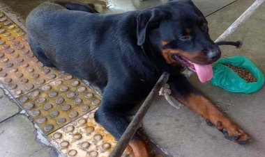 Rottweiler é resgatado de telhado da estação de ônibus de Vespasiano