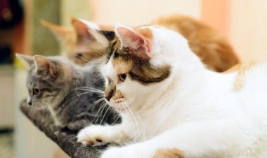 Mulher que convivia com gatos no trabalho tem pedido de indenização negado em Sete Lagoas