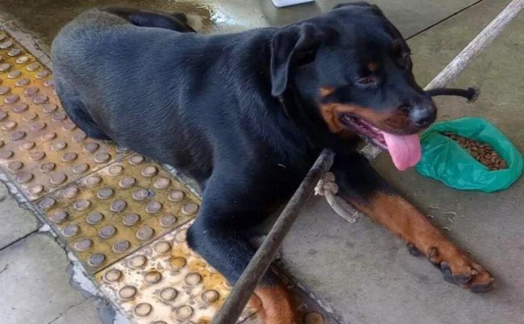 Rottweiler é resgatado de telhado da estação de ônibus de Vespasiano