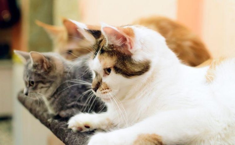 Mulher que convivia com gatos no trabalho tem pedido de indenização negado em Sete Lagoas