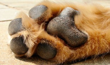 Idoso é preso após ser acusado de matar cão com facada em povoado de Baldim