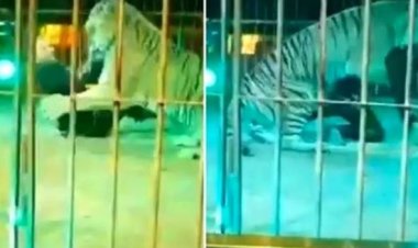 Tigre ataca domador durante apresentação de circo