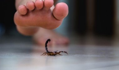Conheça perigos e consequências da picada de escorpião