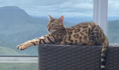 Gata da raça Bengal, avaliada em R$ 7 mil, é confundida com jaguatirica e solta em mata