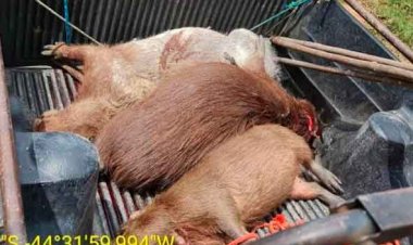 Caça a capivaras rende prisão a sete pessoas na zona rural de Fortuna de Minas