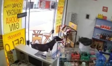 "Na manha": bode invade loja e ‘furta’ salgadinho e vídeo viraliza na internet