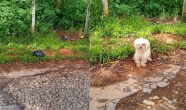 Cachorrinha morre após ser abandonada em saco de lixo