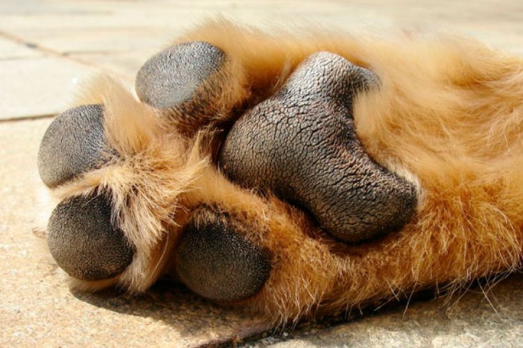 Idoso é preso após ser acusado de matar cão com facada em povoado de Baldim