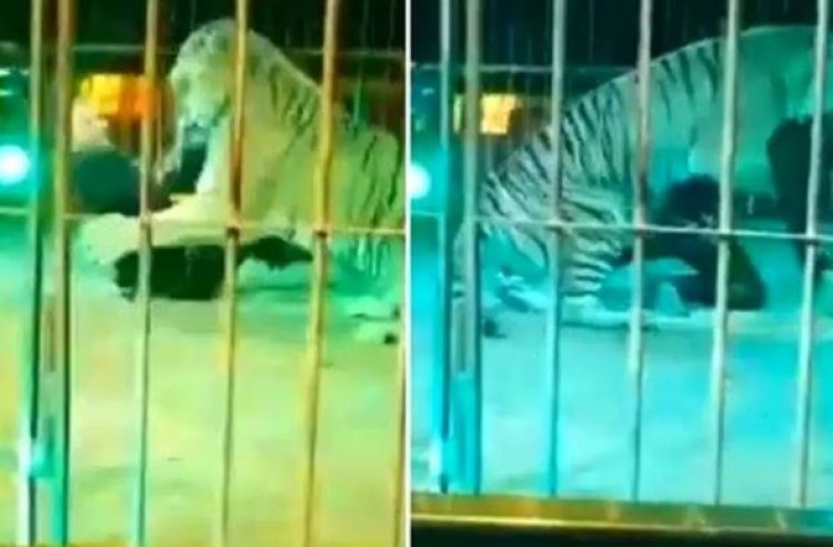 Tigre ataca domador durante apresentação de circo