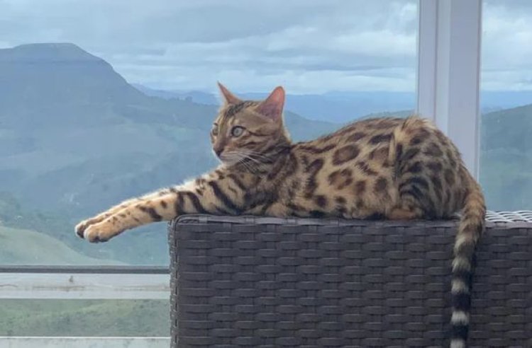 Gata da raça Bengal, avaliada em R$ 7 mil, é confundida com jaguatirica e solta em mata