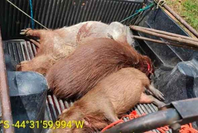 Caça a capivaras rende prisão a sete pessoas na zona rural de Fortuna de Minas